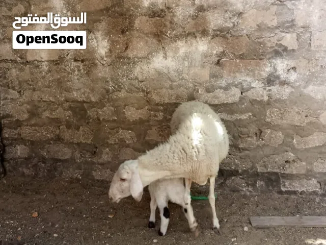 نعجة ولده خروف