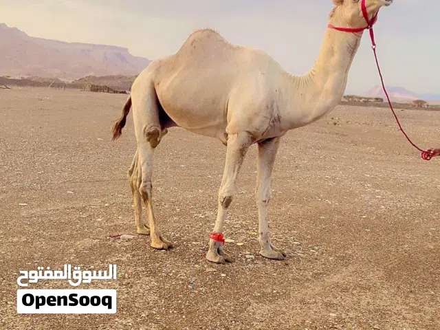 بعير هدد مهجن