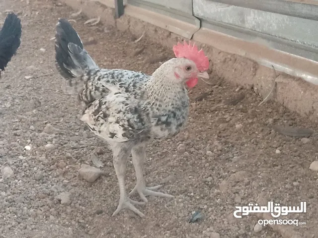 فراخ للبيع
