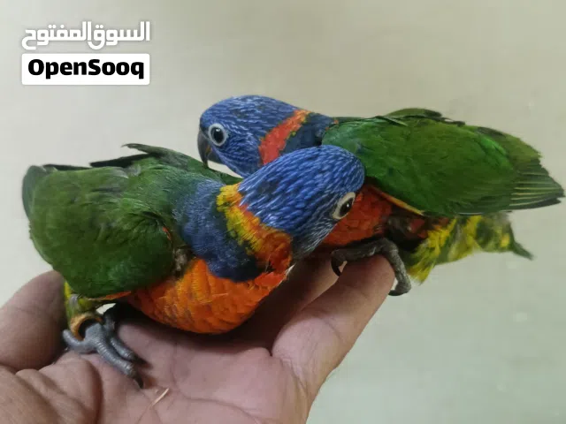 ماشاء الله لا قوة إلا بالله