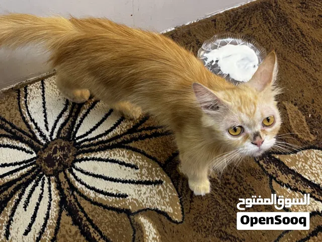 “قطة شيرازية لون كريمي فاتح بعيون كبيرة ولون مميز، عمرها تقريباً سنة ونصف، ومعها 4 صغار. الوصف ضروري