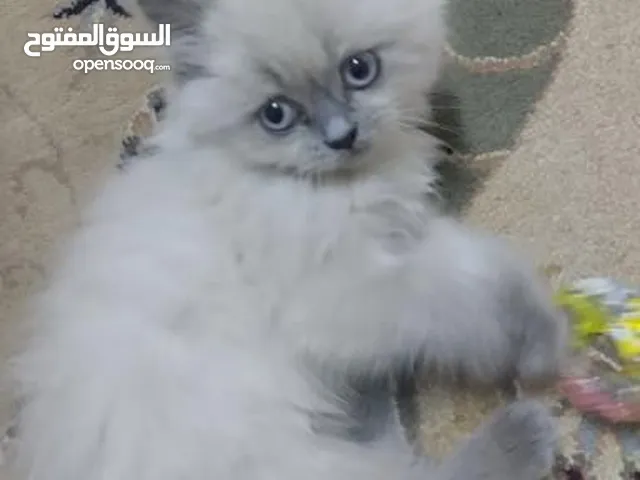 قطط هملايا العمر شهرين