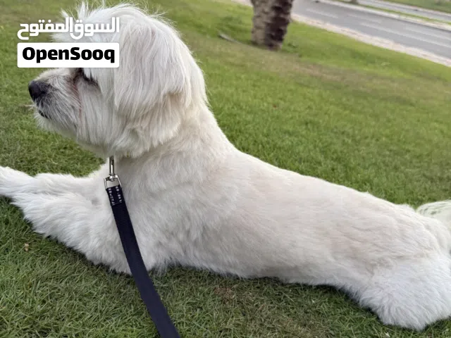 Maltase dog 1.8 years boy , very humble, sweet and trained basic commands ,all vet expecation meet.