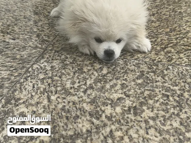 Pomerian puppy