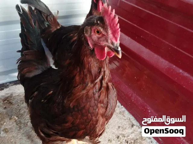ديوك رود ايلاند