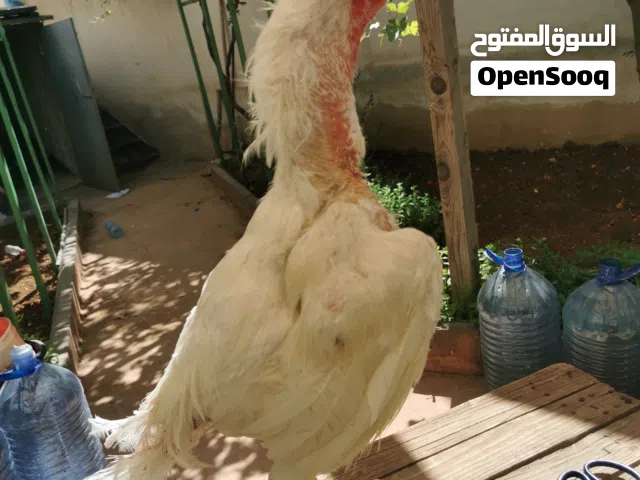 ديك باكستاني ألماني نخب أول عمر سنه تبارك الرحمن