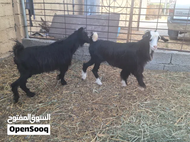 صخلات بكار من حلال بني سعيد