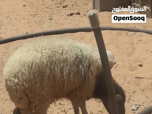 خروف وطني مستعجل
