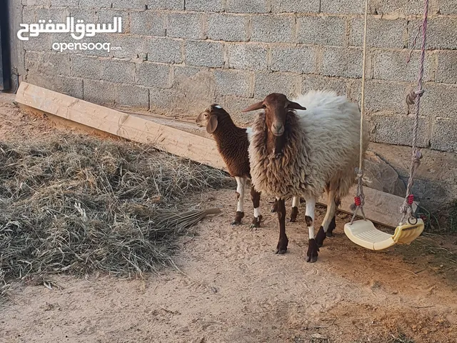 السلام عليكم نعجه برقويه ربي يبارك سنها كيف خشت رباع جابت مافيشي نصيب... معاها فطيمه عمرها شهرين