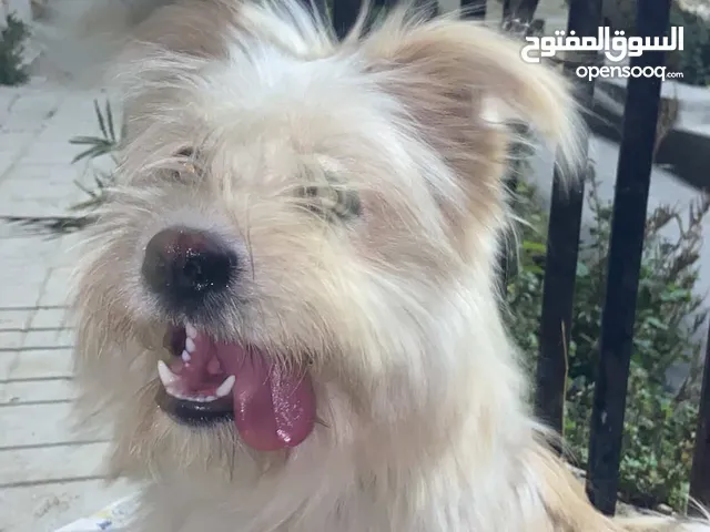 كلب للبيع لطيف بأسرع وقت