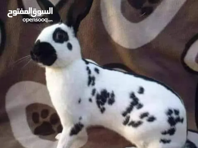 ارانب لحم للبيع