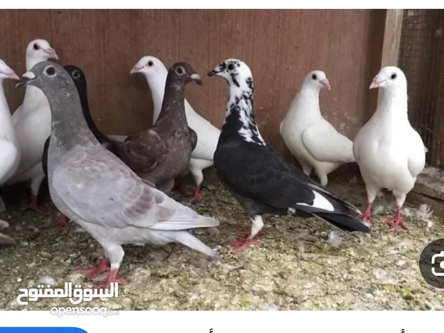 مطلوب حمام بلدي حجم