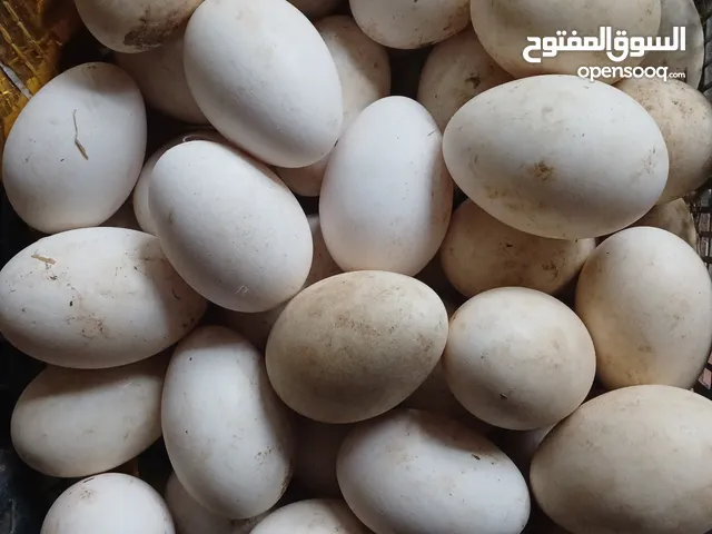 بيض بط عرب و وز أبيض فقط