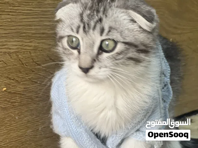 سكوتش فولد للبيع