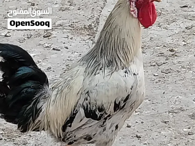 ديج ودجاجة عرب للبيع بصحة جيدة
