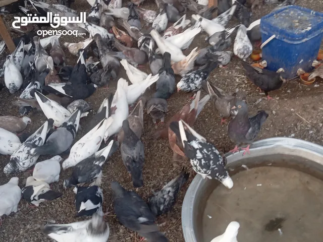 حمام اشكال و انواع و سمان