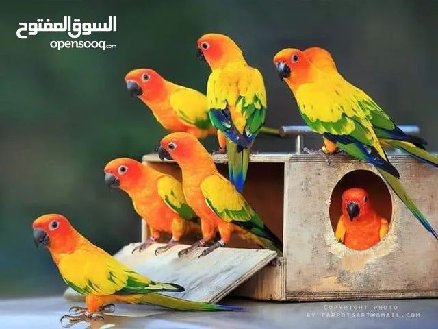 فرخ صن كنيور للزق اليدوي