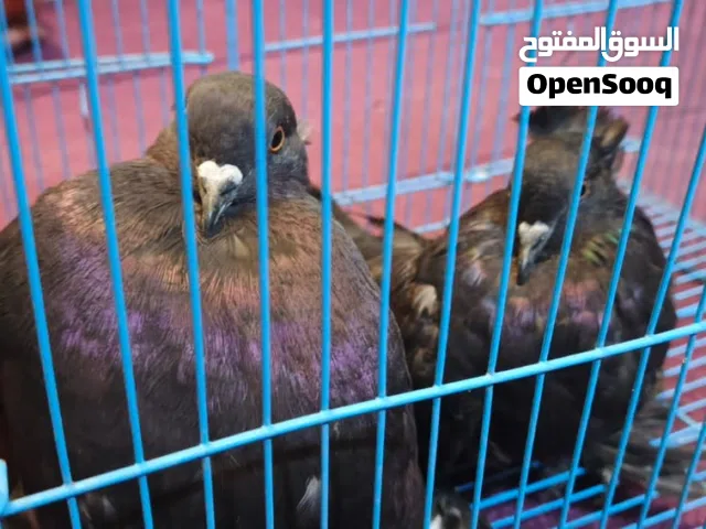 للبيع زوج من الحمام بصحة ممتازة وسعر مناسب. للمهتمين يرجى التواصل للاستفسار والتفاصيل