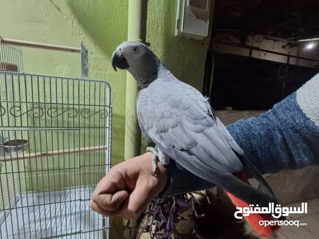 مطلوب ببغاء يتكلم