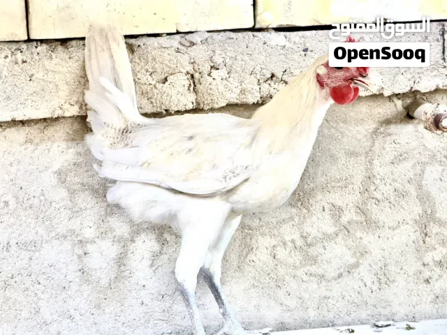 زوج فيومي ألمنيوم لبيع ( مستعجل )