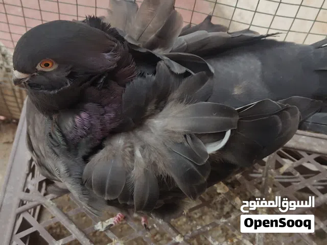 حمام كشكي زوج جواهن بيض طيور مفوله فول ورده