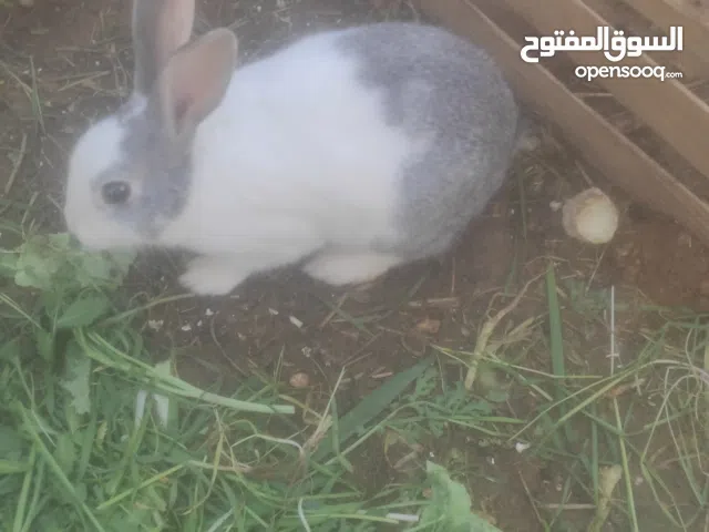 ارانب للبيع