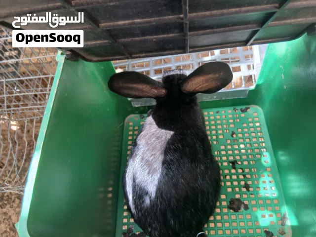 ارانب المانياتالله ايبارك