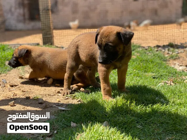متاح جراوي مالينوا دكر وانتي خوات