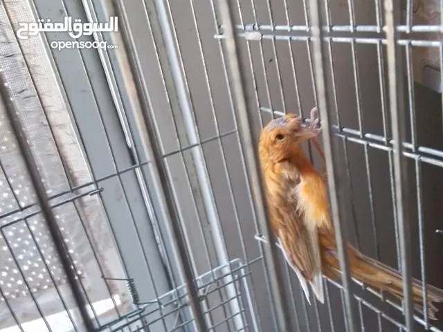 ذكور كنار جاهزين عمر سنه ونص وثاني سنه وروز جاهزين عمر سنه ذكر واثى