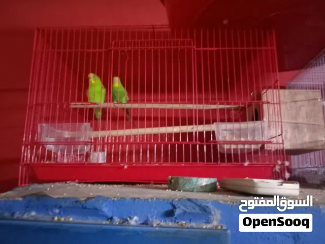 بادجي منتج للبيع الوصف هام
