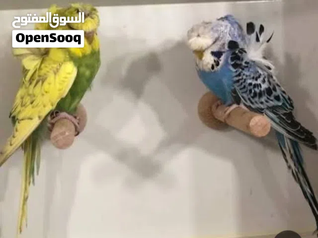 جوز بقلينو هوقر