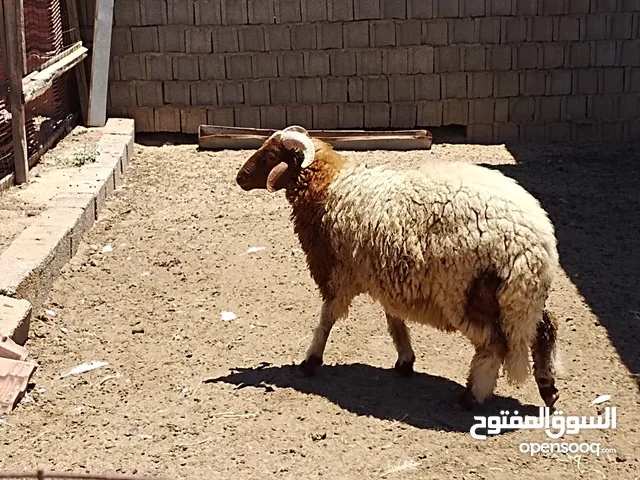 حولي وطني الله يبارك