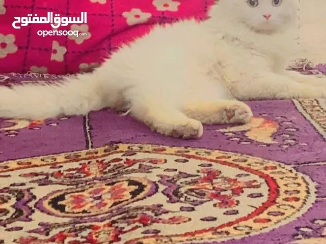 للبيع قط اليف سعر 70