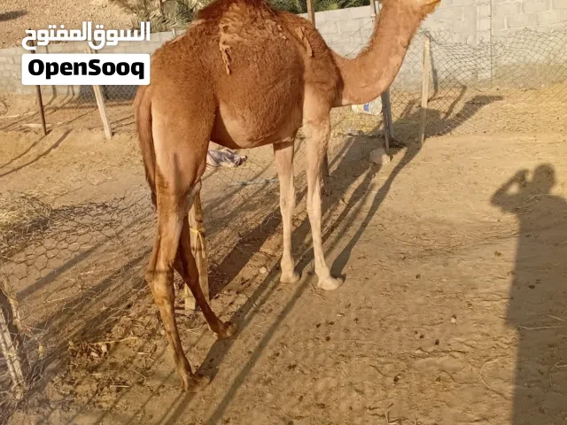 بكره باطنية اصيلة للبيع