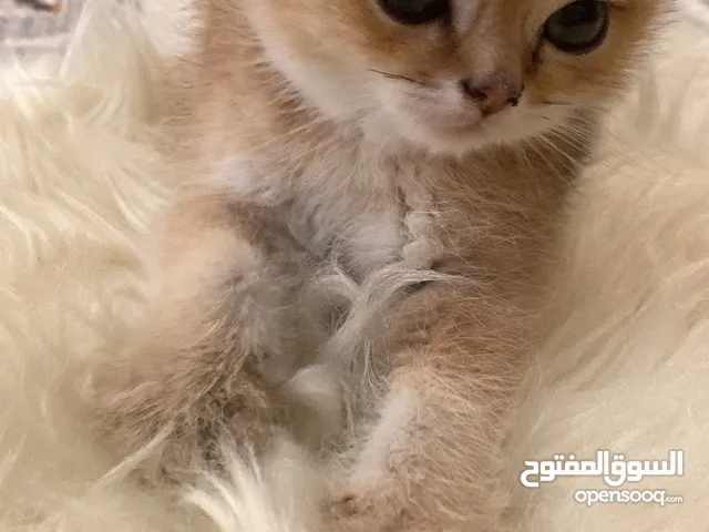 قط ذكر للبيع سكوتش ستريت جولد
