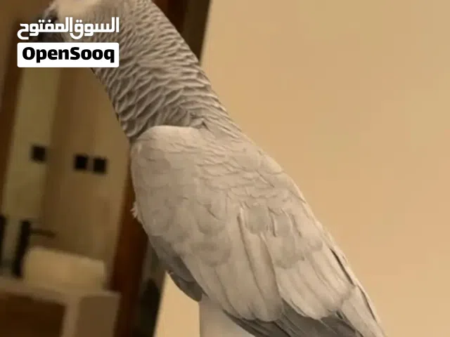 مطلوب كاسكو للشراء بسعر مناسب