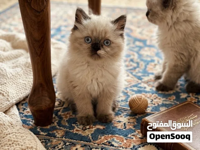 قطط هملايا