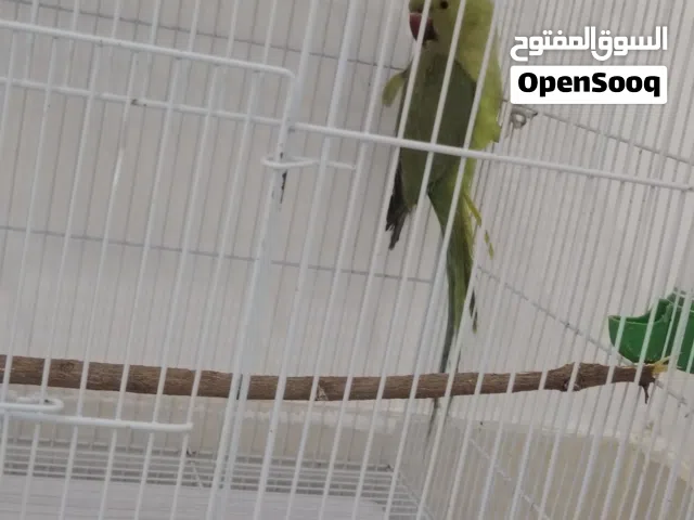 طير ذره لعوبي وجاهز للزواج وانثى وجميله وفيها حركات حركات لعب
