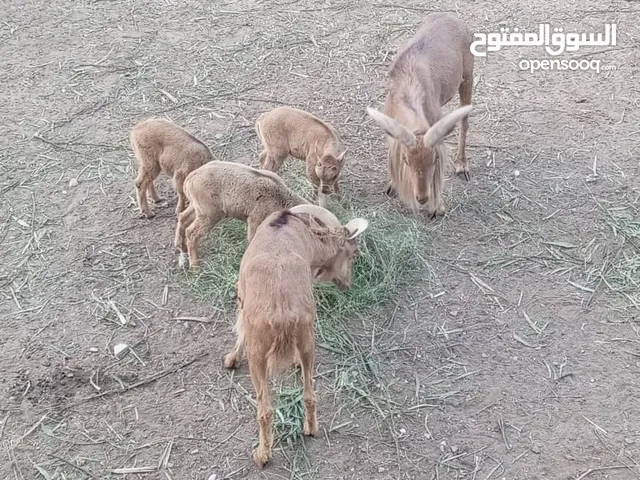 غزال الودان