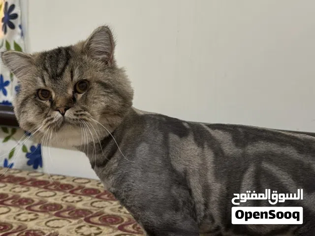قط شيرازي عمره سنه