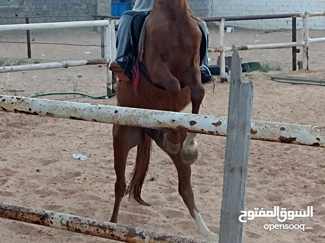احصان عربي اصيل الدم 100/100