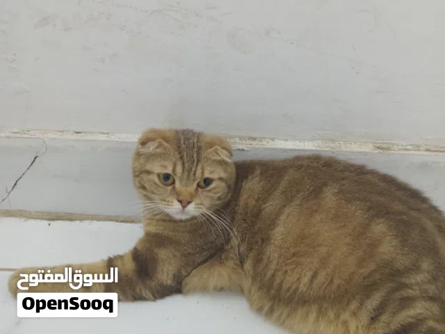 أنثى قط اسكتلندا