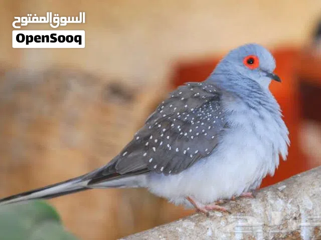 طيور، حمام ملكي(ماسي) جواز شغاله بالصلاه على النبي، لون ازرق نحاسي،مطير ك امل، للتواصل واتس