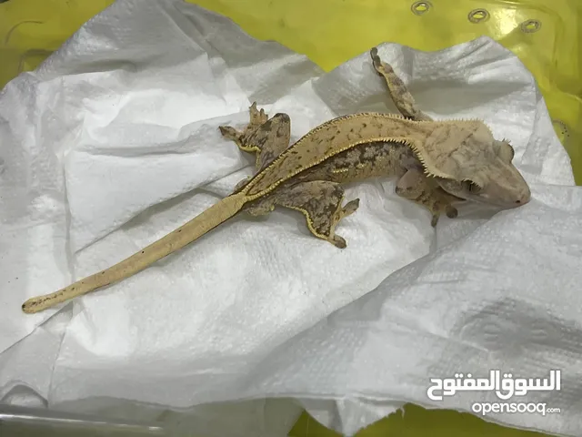 Crested gecko