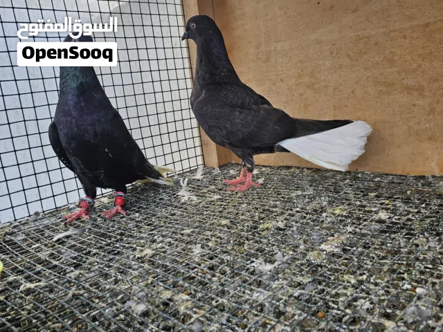 ازواج منتجة وطيور كش بصحة ممتازة