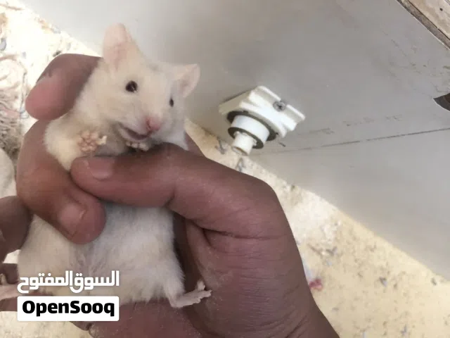 هامستر نوعيه مميزه السعر ع خاص