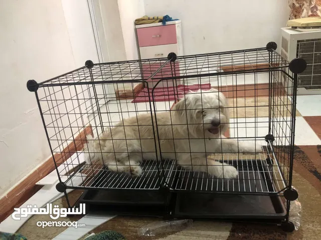 قفصين للكلاب والقطط للبيع