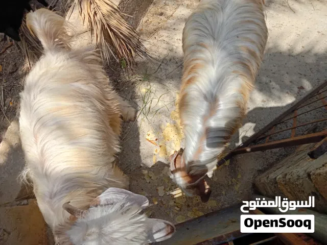 جداية للبيع