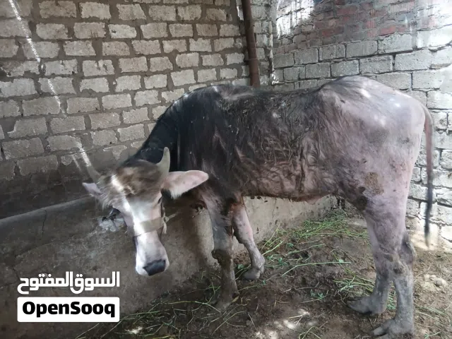 موجود عجول جاموس للبيع وتربيه بلدي فلاحي واسعار ممتازه من المربي علطول