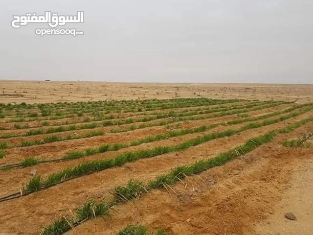 Farm Land for Sale in Fayoum Tamiya